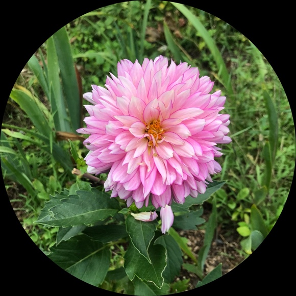 bugberry27